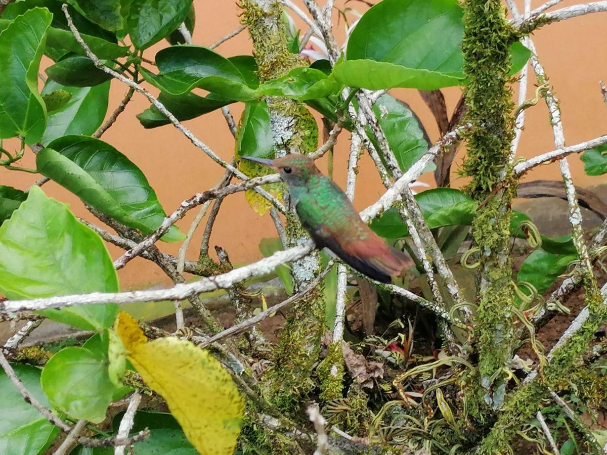 Hotel & Hot Springs Sueno Dorado La Fortuna 外观 照片